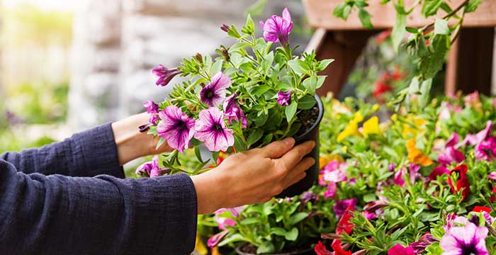 Hands holding a flower.