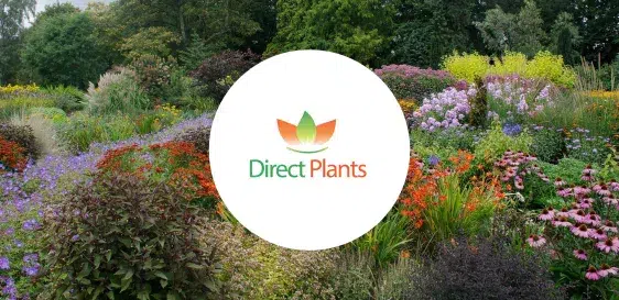 Colorful garden filled with blooming flowers and greenery, featuring the Direct Plants logo in the center.